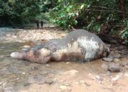 Anak Gajah Ditemukan Mati Di Sungai Kreung Lencong Aceh
