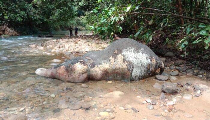 Anak Gajah Ditemukan Mati Di Sungai Kreung Lencong Aceh