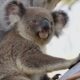 Koala, Hewan Marsupial Endemik yang Memiliki Hari Libur Sendiri