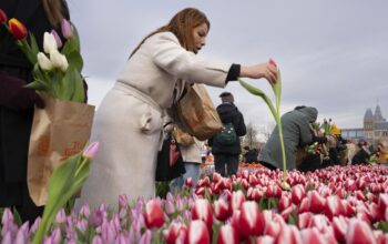 merayakan-hari-tulip-nasional-di-amsterdam-3_169