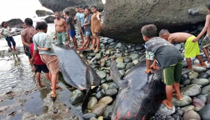 Puluhan Paus Pilot Terdampar dan Mati di Pantai Alor