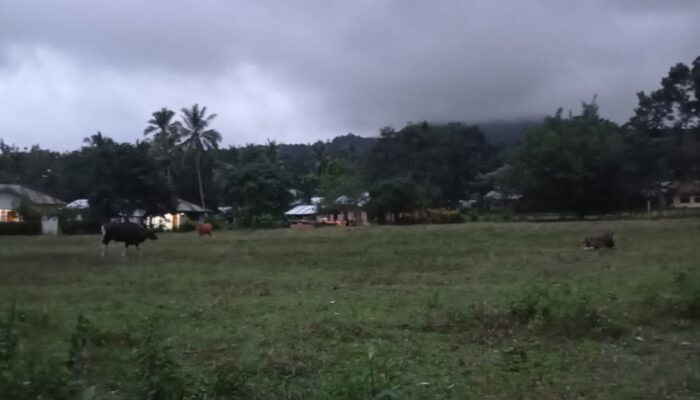 Menyoal Efektivitas Perdes Ternak di Desa Komba